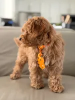 Jax- F1b Mini , a male Goldendoodle for sale in Frostproof, FL – 5 of 10
