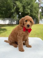 Winston- F1b Medium, a male Goldendoodle for sale in Frostproof, FL – 9 of 10