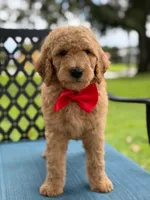 Pickles- F1b Medium , a male Goldendoodle for sale in Frostproof, FL – 5 of 10