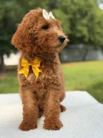 Rosie- F1b Medium , a female Goldendoodle for sale in Frostproof, FL – 10 of 10