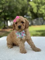 Trinity- F1b Mini , a female Goldendoodle for sale in Frostproof, FL – 6 of 10