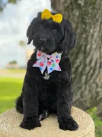 Onyx- F1 Standard , a female Goldendoodle for sale in Frostproof, FL – 4 of 10