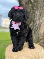 Diamond- F1 Standard, a female Goldendoodle for sale in Frostproof, FL – 4 of 10