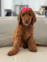 Gemma- F1b Standard , a female Goldendoodle for sale in Frostproof, FL – 4 of 10
