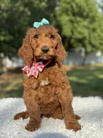 Celeste, a female Goldendoodle for sale in Frostproof, FL – 8 of 10