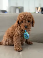 Jensen- F1b Mini, a male Goldendoodle for sale in Frostproof, FL – 7 of 10