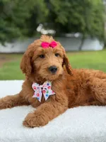 Rae- F1b Standard , a female Goldendoodle for sale in Frostproof, FL – 8 of 9