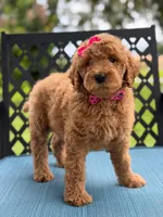 Giggles- F1b Medium , a female Goldendoodle for sale in Frostproof, FL – 5 of 10