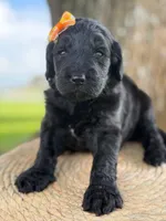 Adore- F1b Standard , a female Goldendoodle for sale in Frostproof, FL – 3 of 10