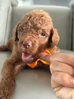 Samson- F1b Standard , a male Goldendoodle for sale in Frostproof, FL – 8 of 10