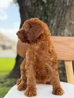 Summer- F1b Standard , a female Goldendoodle for sale in Frostproof, FL – 5 of 10