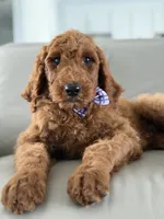 Milan- F1b standard , a male Goldendoodle for sale in Frostproof, FL – 5 of 10