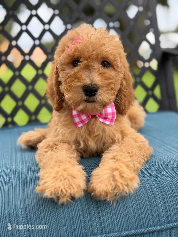 Lennon- F1b Medium  – Goldendoodle puppy for sale in Frostproof, FL
