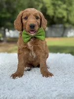 Aspen- F1 mini , a male Goldendoodle for sale in Frostproof, FL – 3 of 10