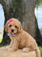 Daisy- F1b Toy, a female Goldendoodle for sale in Frostproof, FL – 8 of 10