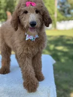 Princess- F1b Medium, a female Goldendoodle for sale in Frostproof, FL – 3 of 10