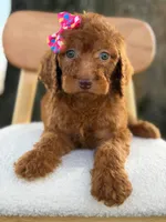 Summer- F1b Standard , a female Goldendoodle for sale in Frostproof, FL – 3 of 10