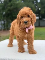 Maverick- F1b Standard , a male Goldendoodle for sale in Frostproof, FL – 3 of 9