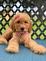 Lennon- F1b Medium , a female Goldendoodle for sale in Frostproof, FL – 9 of 10