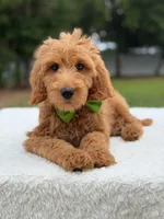 Ranger- F1b Medium , a male Goldendoodle for sale in Frostproof, FL – 7 of 9