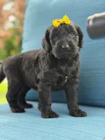 Diamond- F1 Standard, a female Goldendoodle for sale in Frostproof, FL – 8 of 10