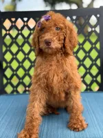 Sabrina- F1b Standard , a female Goldendoodle for sale in Frostproof, FL – 9 of 9