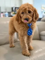 Enzo- F1B Medium, a male Goldendoodle for sale in Frostproof, FL – 3 of 10