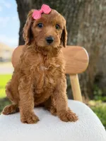 Savannah- F1b Standard , a female Goldendoodle for sale in Frostproof, FL – 3 of 10