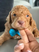 Solomon- F1b Standard , a male Goldendoodle for sale in Frostproof, FL – 9 of 10