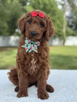 Cinnamon- F1b Standard , a female Goldendoodle for sale in Frostproof, FL – 10 of 10