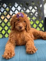 Sabrina- F1b Standard , a female Goldendoodle for sale in Frostproof, FL – 5 of 9