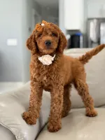 Ellie- F1b Medium, a female Goldendoodle for sale in Frostproof, FL – 5 of 10