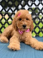 Lennon- F1b Medium , a female Goldendoodle for sale in Frostproof, FL – 2 of 10