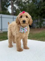 Reese- F1b Medium, a female Goldendoodle for sale in Frostproof, FL – 1 of 10