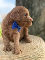 Luca- F1b Medium , a male Goldendoodle for sale in Frostproof, FL – 10 of 10