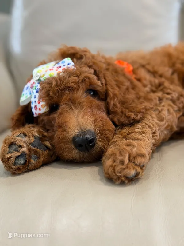 Ember- F1b Medium  – Goldendoodle puppy for sale in Frostproof, FL