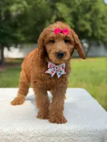 Rae- F1b Standard , a female Goldendoodle for sale in Frostproof, FL – 5 of 9
