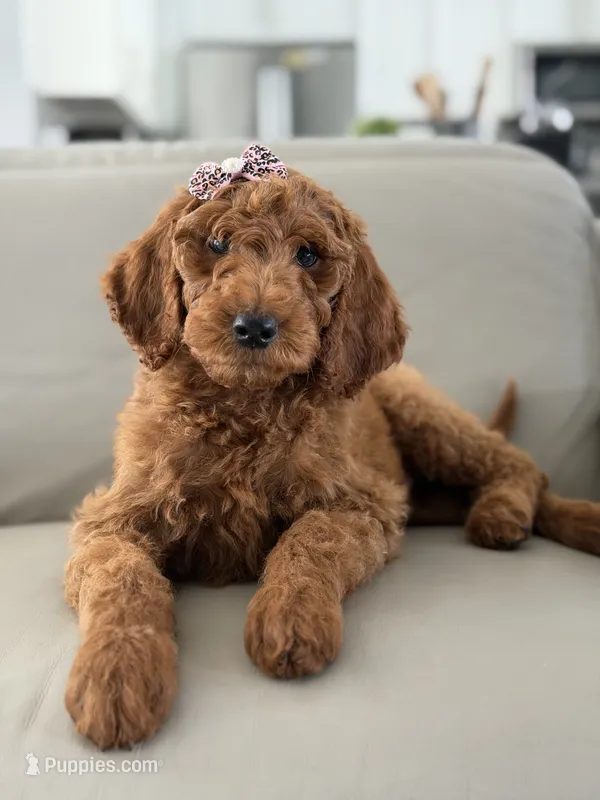 Vienna- F1b standard  – Goldendoodle puppy for sale in Frostproof, FL
