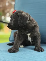 Opal- F1 Standard , a female Goldendoodle for sale in Frostproof, FL – 3 of 10