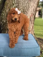 Gabriella-F1b standard , a female Goldendoodle for sale in Frostproof, FL – 3 of 10