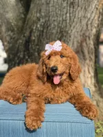 Grace-F1b standard , a female Goldendoodle for sale in Frostproof, FL – 5 of 10