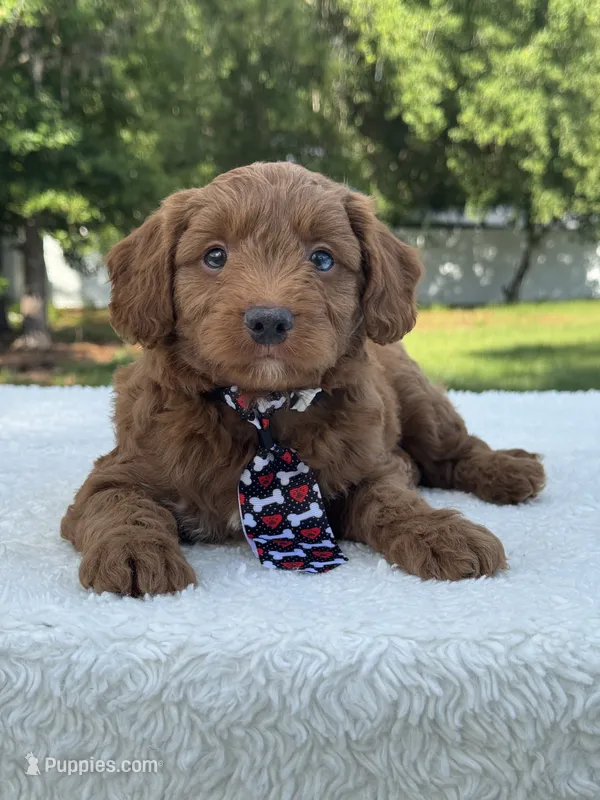 Titan- F1b Mini  – Goldendoodle puppy for sale in Frostproof, FL