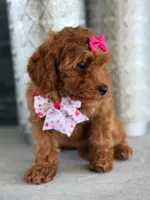 Jasmine- F1b Mini , a female Goldendoodle for sale in Frostproof, FL – 3 of 10