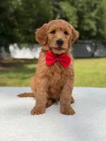 Winston- F1b Medium, a male Goldendoodle for sale in Frostproof, FL – 7 of 10
