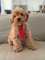 Jet- F1b Mini , a male Goldendoodle for sale in Frostproof, FL – 3 of 10