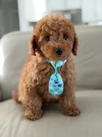 Jensen- F1b Mini, a male Goldendoodle for sale in Frostproof, FL – 3 of 10