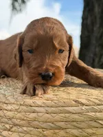 Luca- F1b Medium , a male Goldendoodle for sale in Frostproof, FL – 5 of 10