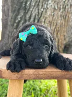 Alora- F1b Standard , a female Goldendoodle for sale in Frostproof, FL – 9 of 10