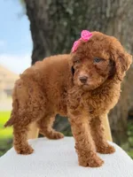 Sabrina- F1b Standard , a female Goldendoodle for sale in Frostproof, FL – 2 of 10