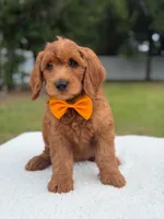 Weston- F1b Medium, a male Goldendoodle for sale in Frostproof, FL – 2 of 10